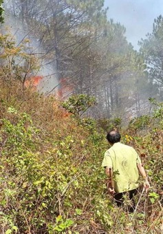Cháy rừng thông phòng hộ núi Hàm Rồng - Gia Lai