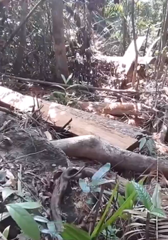 Phát hiện vụ phá rừng tại Quảng Nam