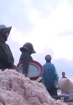 Ngư dân Trung Trung Bộ trúng mùa ruốc, sứa biển