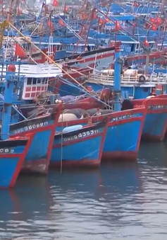 Đà Nẵng: 541 tàu cá đủ điều kiện hưởng bảo hiểm theo nghị định 67