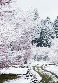 Tuyết rơi bất thường giữa mùa hoa anh đào tại Nhật Bản