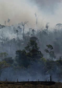 Rừng Amazon tại Brazil tiếp tục bị tàn phá nghiêm trọng