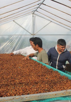 Giá cà phê tăng 200 - 300 đồng/kg