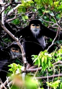 Nhiều đàn voọc chà vá chân đen xuất hiện tại khu vực rừng ven biển Ninh Thuận