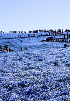 Gần 5 triệu bông hoa bung nở tại công viên Nhật Bản
