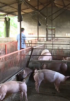 Bộ NN&PTNT đề nghị các cơ sở chăn nuôi nhỏ lẻ giảm giá lợn xuống 70.000 đồng/kg