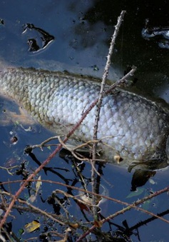 Hàng chục tấn cá chết trên sông dọc biên giới Pháp - Bỉ