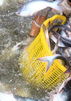 Liên kết với doanh nghiệp để ổn định sản lượng cá tra