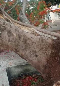 Thêm một cây phượng bật gốc ngã đổ ở trường học ngay trước giờ vào lớp