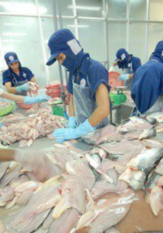 Thị trường xuất khẩu cá tra khởi sắc sau dịch COVID-19