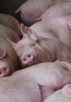 Không có chuyện lợn Thái Lan nhập về có chất cấm