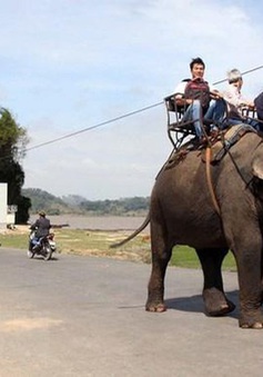 Dừng hoạt động cưỡi voi sau sự cố làm 2 du khách bị thương do ngã