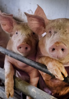 Mỹ chuẩn bị kịch bản virus cúm lợn G4 có thể thành đại dịch ở người