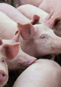 "Bêu tên" nhiều doanh nghiệp không phối hợp giảm giá thịt lợn