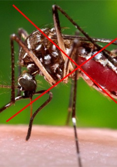 Tăng cường diệt lăng quăng, diệt muỗi để phòng chống bệnh chikungunya