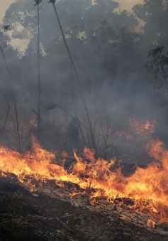 Hơn 6.800 vụ cháy rừng Amazon diễn ra trong tháng 7/2020
