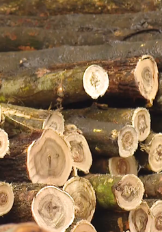 Giá bán gỗ nguyên liệu xuống thấp kỷ lục