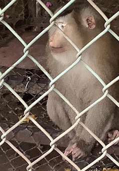 Người đàn ông ở Hà Nội bị khỉ nuôi tấn công đứt gân tay