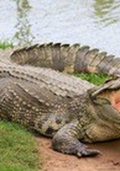 Cảnh báo cá sấu xuất hiện trên sông Sài Gòn