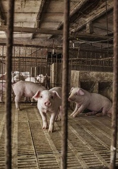 20.000 trang trại lợn vẫn không thể hạ giá thịt ở Trung Quốc