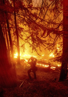 Hỏa hoạn tại California (Mỹ) thiêu rụi diện tích rừng kỷ lục