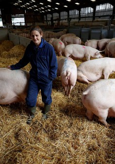 Ngành công nghiệp thịt lợn Anh đối diện nguy cơ sụp đổ