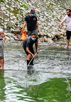 Sông Tô Lịch bất ngờ xanh, nhiều người dân vui mừng bắt hàng tạ cá