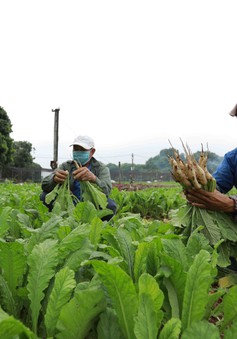 Hà Nội phấn đấu thu nhập của nông dân đạt 80 triệu đồng/người/năm vào 2025