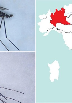 Muỗi ngoại lai từ Đông Á có thể là vật trung gian truyền bệnh và virus tại Italy