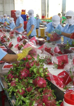 Trung Quốc không còn là thị trường dễ tính của nông sản Việt