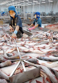 Xuất khẩu tăng, người nuôi cá tra vẫn thua lỗ