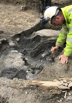 “Nghĩa địa voi ma mút” 200.000 năm tuổi được khai quật tại Anh