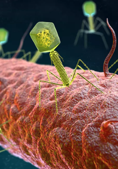 Phát hiện 70.000 loại virus chưa từng biết tới trong ruột con người