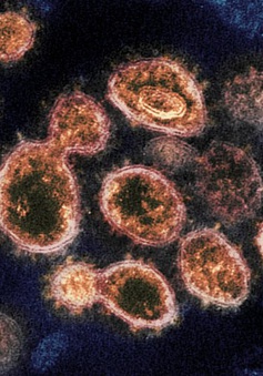 Biến thể của virus SARS-CoV-2 phát hiện ở Anh gây tử vong cao hơn từ 30% - 100%