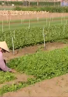 Nghệ An: Hàng trăm tấn rau màu thối rữa vì ế ẩm