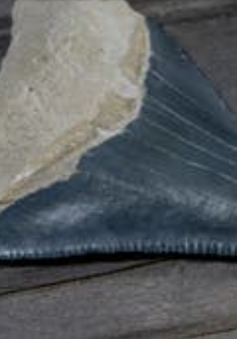 Hóa thạch răng cá mập "khủng" nặng 1,3 kg và dài 17 cm