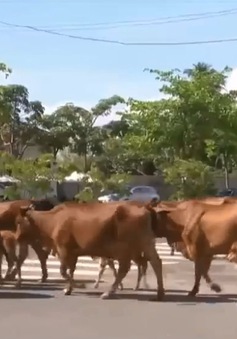 Chuyện lạ giữa phố: Người tham gia giao thông "nhường" đường cho... bò