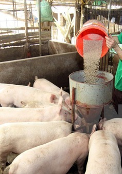 Giá thức ăn chăn nuôi tăng vọt: Doanh nghiệp, người nông dân lao đao