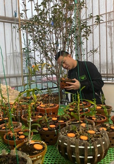 Nghệ nhân Nguyễn Văn Mạnh chia sẻ cách phòng bệnh cho lan vào mùa mưa
