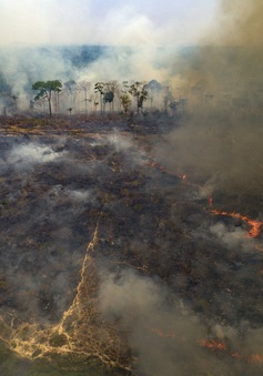 2/3 diện tích rừng mưa nhiệt đới bị phá hủy hoặc suy thoái trên toàn cầu