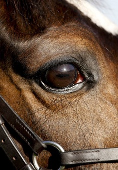 Lần đầu tiên phát hiện một chủng virus corona lây nhiễm trên ngựa