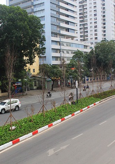 Hà Nội sẽ "tạm biệt" hàng cây phong lá đỏ trên đường Nguyễn Chí Thanh