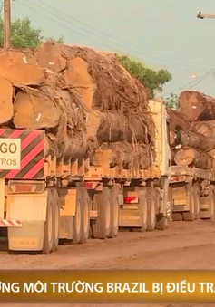 Bộ trưởng môi trường Brazil bị điều tra về buôn lậu gỗ