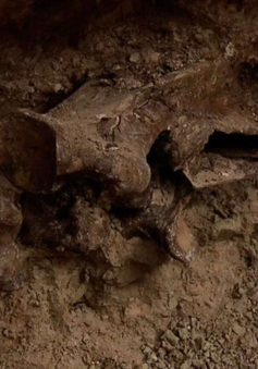 Phát hiện hóa thạch ngựa 14.000 năm tuổi khi xây bể bơi ở Las Vegas