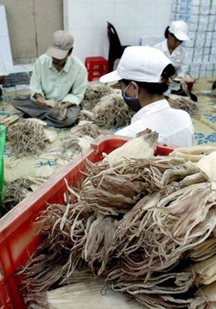 Xuất khẩu mực, bạch tuộc sang Mỹ tăng “phi mã”