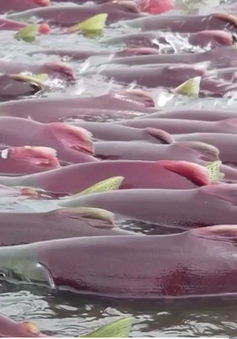Rò rỉ hóa chất làm cá chết hàng loạt tại Na Uy