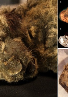 Phát hiện xác sư tử 28.000 tuổi nguyên vẹn trong hang động cổ đại