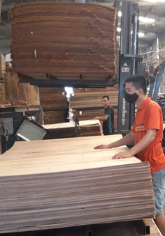Hoa Kỳ gia hạn ban hành kết luận chống lẩn tránh thuế với gỗ dán Việt Nam