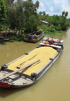 Mở rộng giao thông thủy vận chuyển lúa gạo