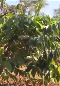 Đắk Nông: Tăng cường cảnh giác trộm cắp cà phê mùa thu hoạch